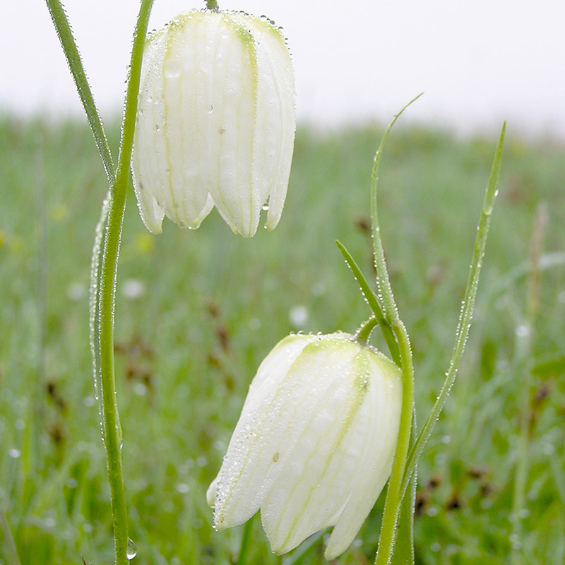 Fritillaria meleagris Alba 6/+ , à 100