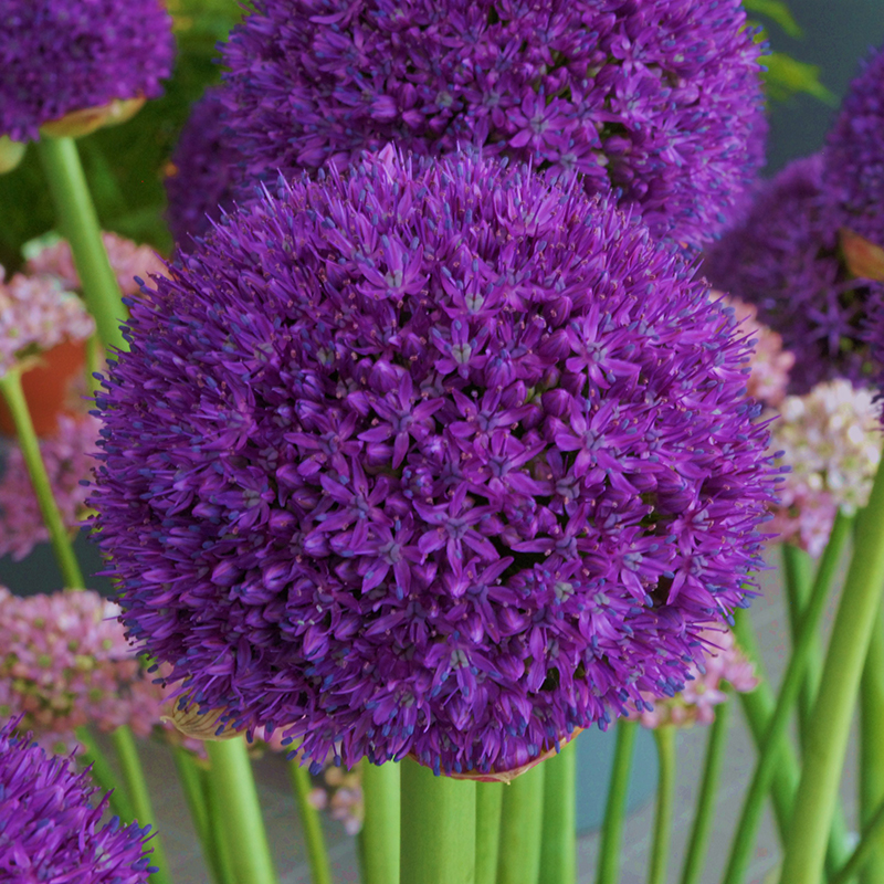 Allium Ambassador® 20/+ , à 10