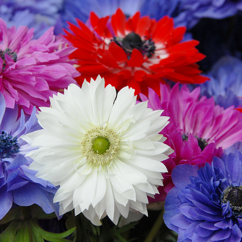 Anemone coronaria St. Brigid 7/8 , à 100