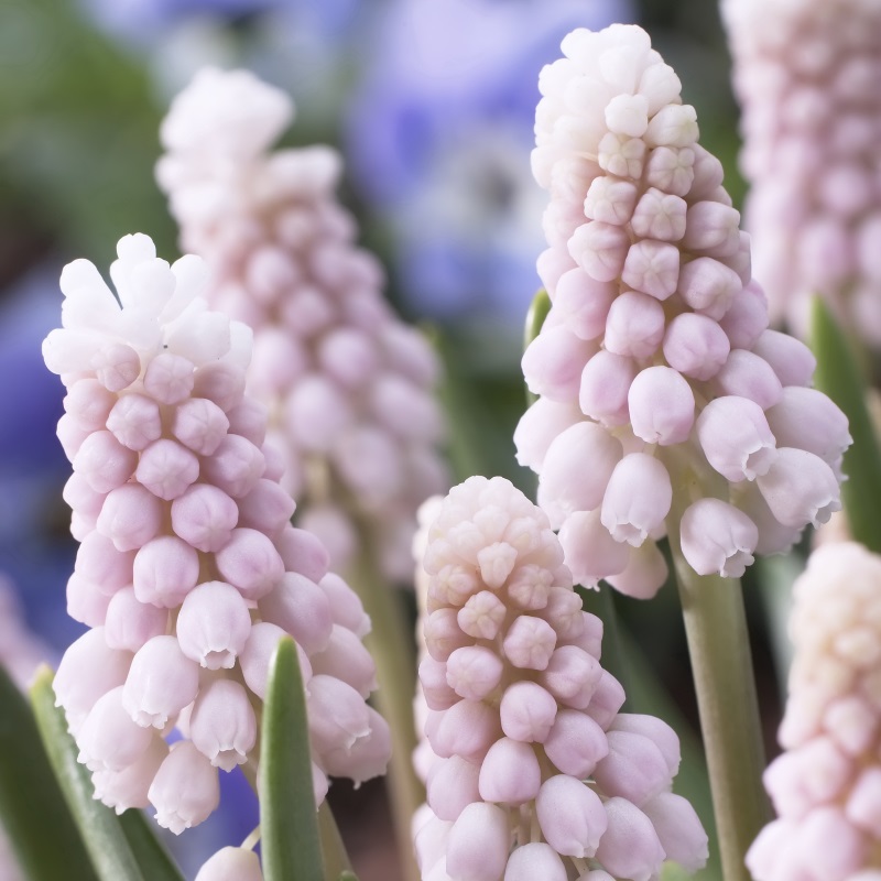 Muscari Pink Sunrise® 5/+ , à 100