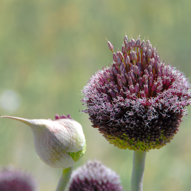 Allium Forelock 12/14 , à 25