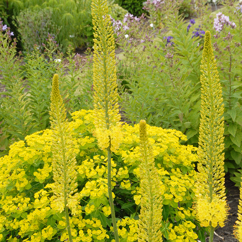 Eremurus stenophyllus I , à 5