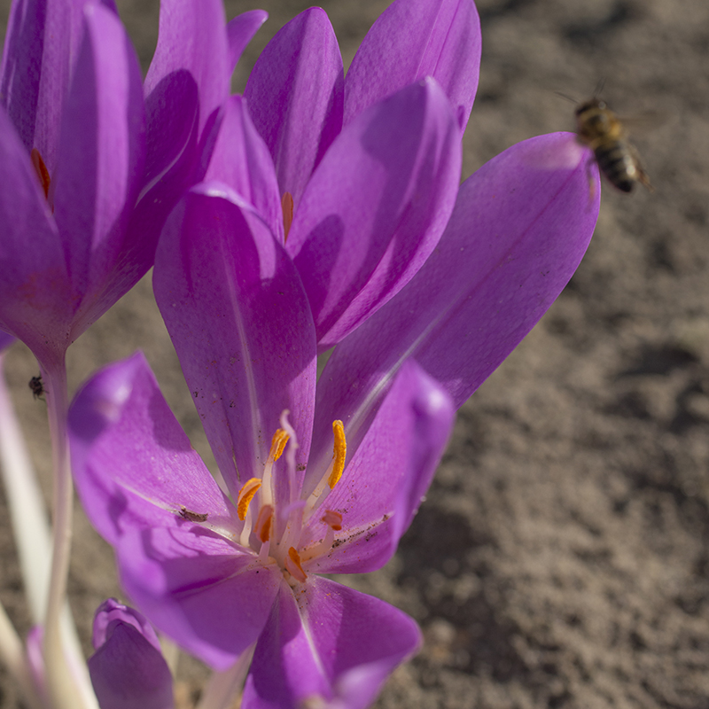 Colchicum Lilac Wonder  20/+ , à 10