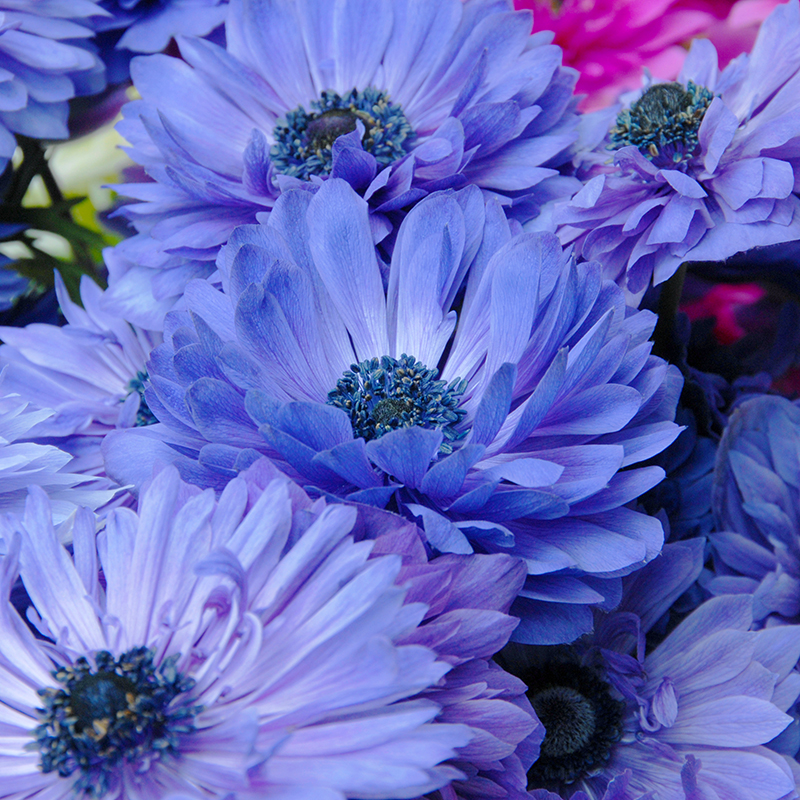 Anemone coronaria Lord Lieutenant 7/8 , à 100