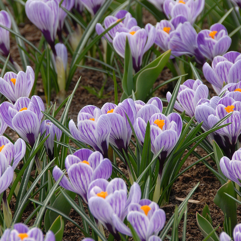 Crocus vernus Pickwick 7/8 , à 100