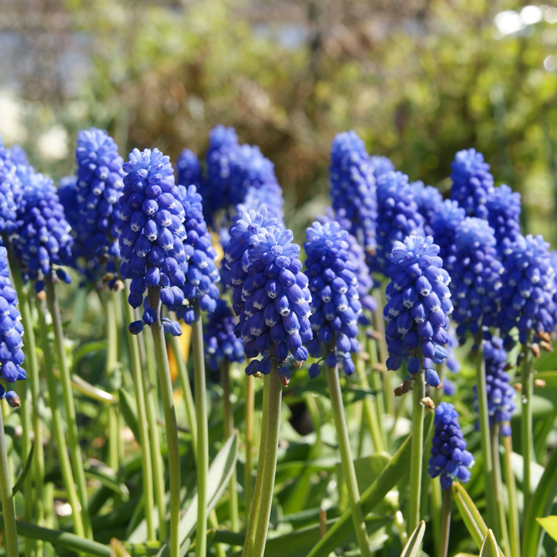 Muscari botryoides Superstar 7/8 , à 100