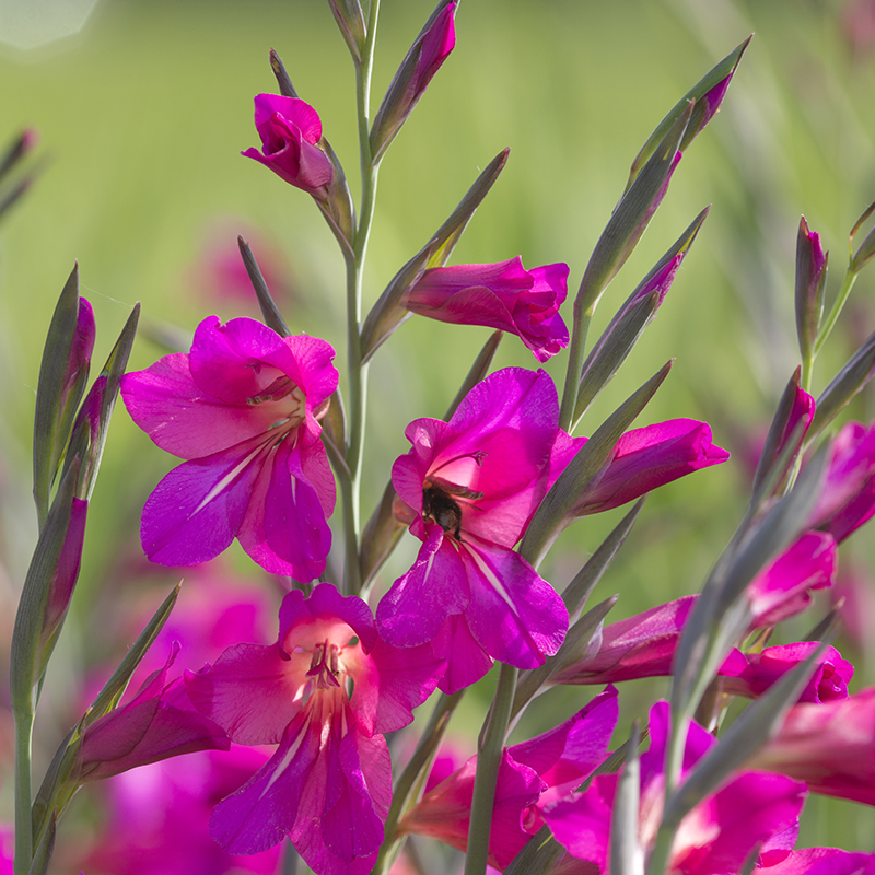 Gladiolus comm. ssp. Byzantinus 6/+ , à 100