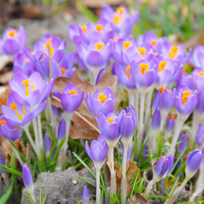 Crocus tommasinianus Barr's Purple 5/+ , à 100