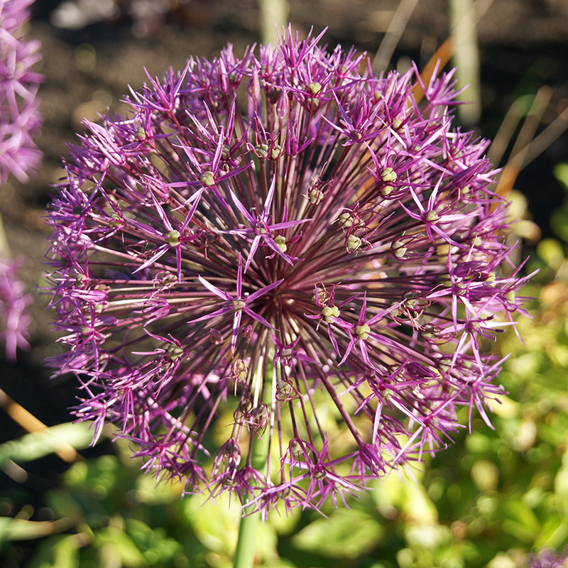 Allium Purple Rain 12/+ , à 50