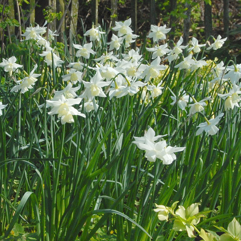 Narcissus Tresamble z12/14 , à 50