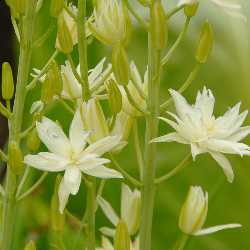 Camassia leichtlinii Semiplena 14/+ , à 25