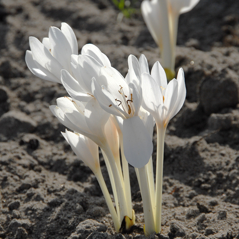 Colchicum autumnale Album 13/+ , à 10