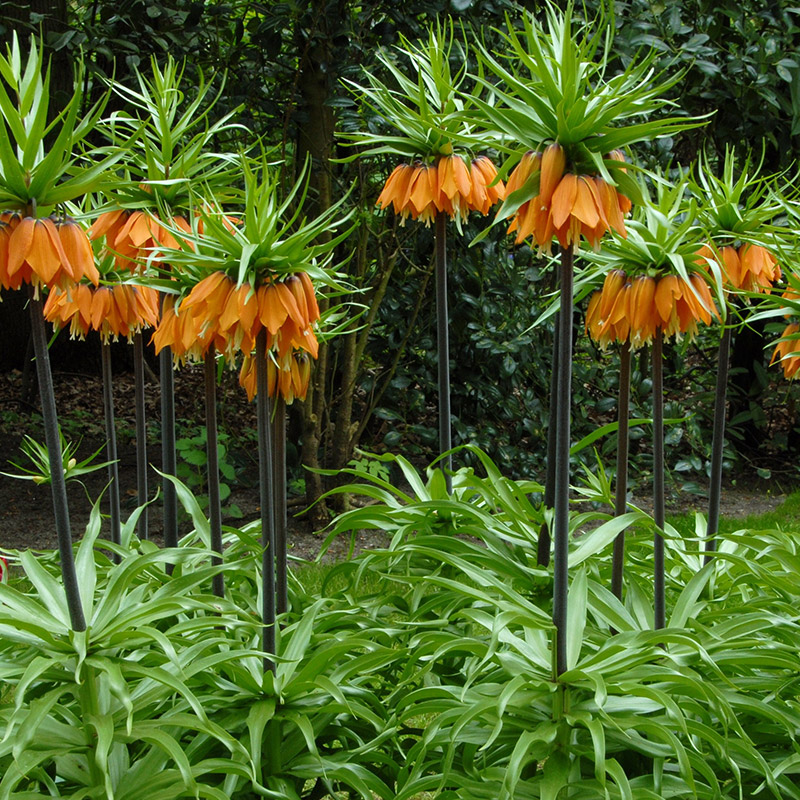 Fritillaria imperialis Orange Beauty 20/+ , à 10