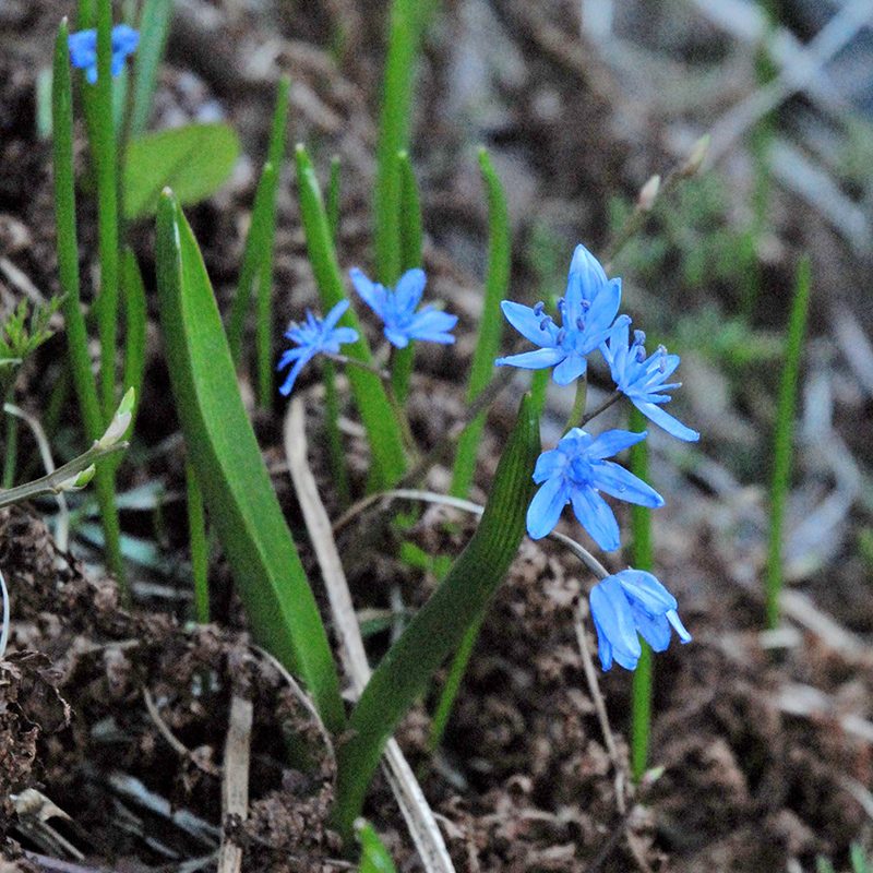 Scilla bifolia 5/+ , à 100