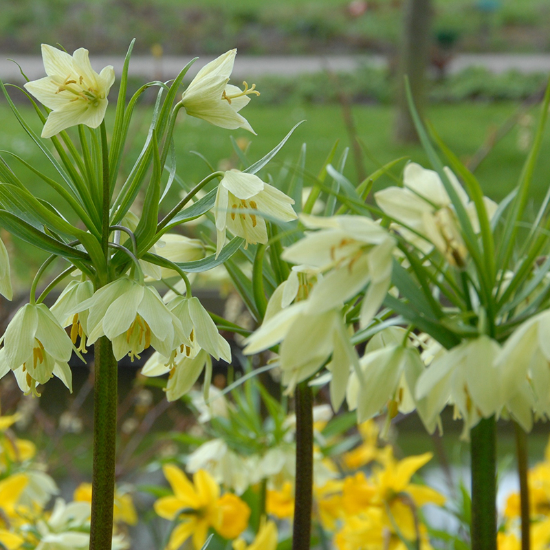 Fritillaria raddeana 16/+ , à 10