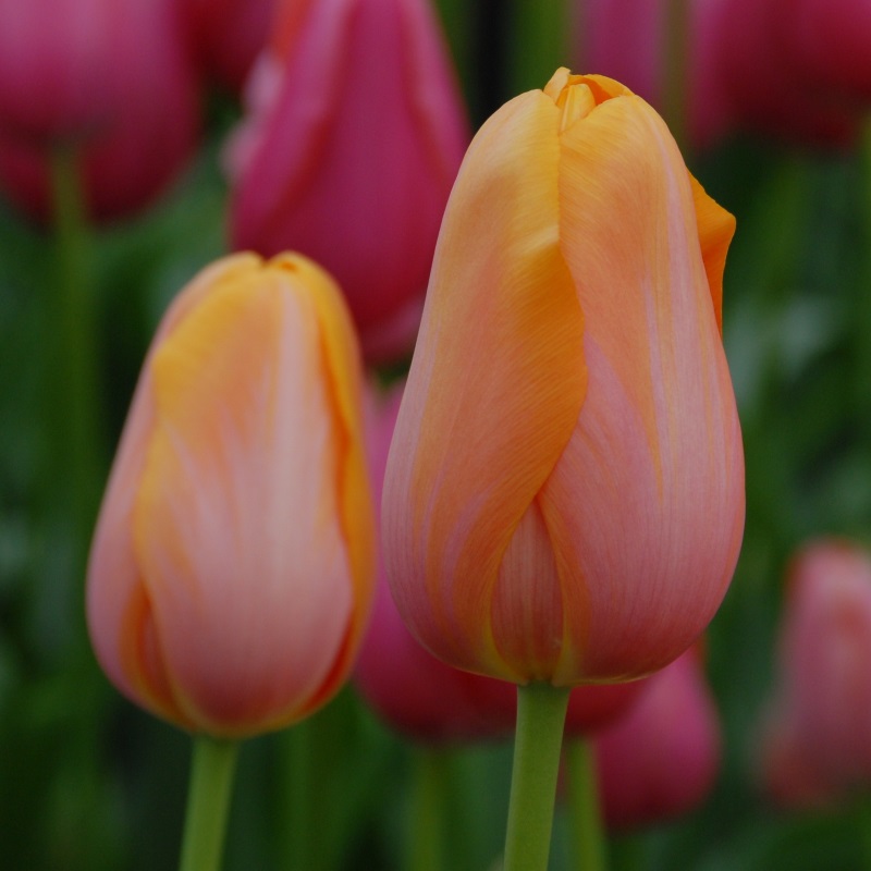 Tulipa Dordogne 12/+ , à 50