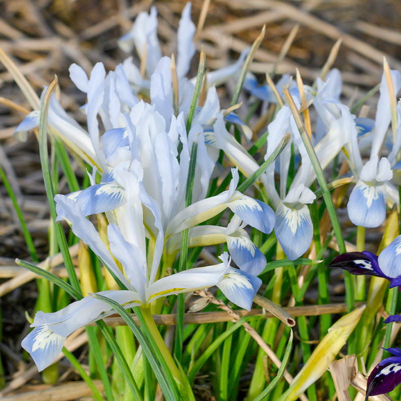 Iris reticulata Frozen Planet 6/+ , à 100