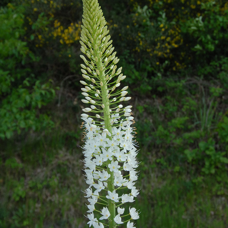 Eremurus himalaicus  I , à 5