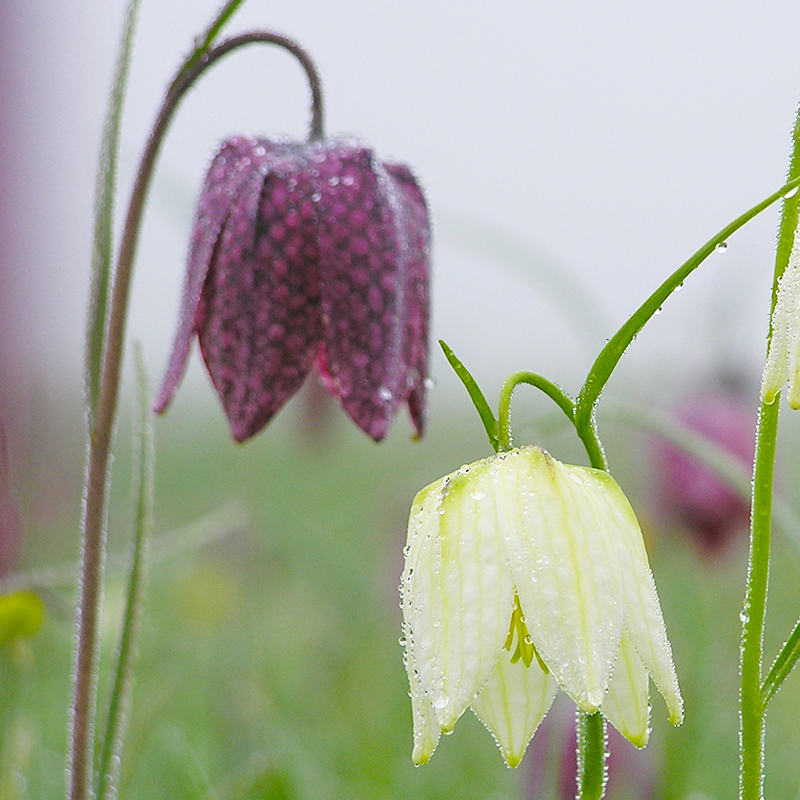 Fritillaria meleagris 6/+ , à 100