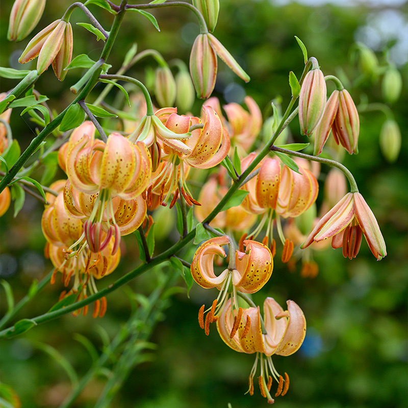 Lilium martagon Peppard Gold 12/+ , à 10