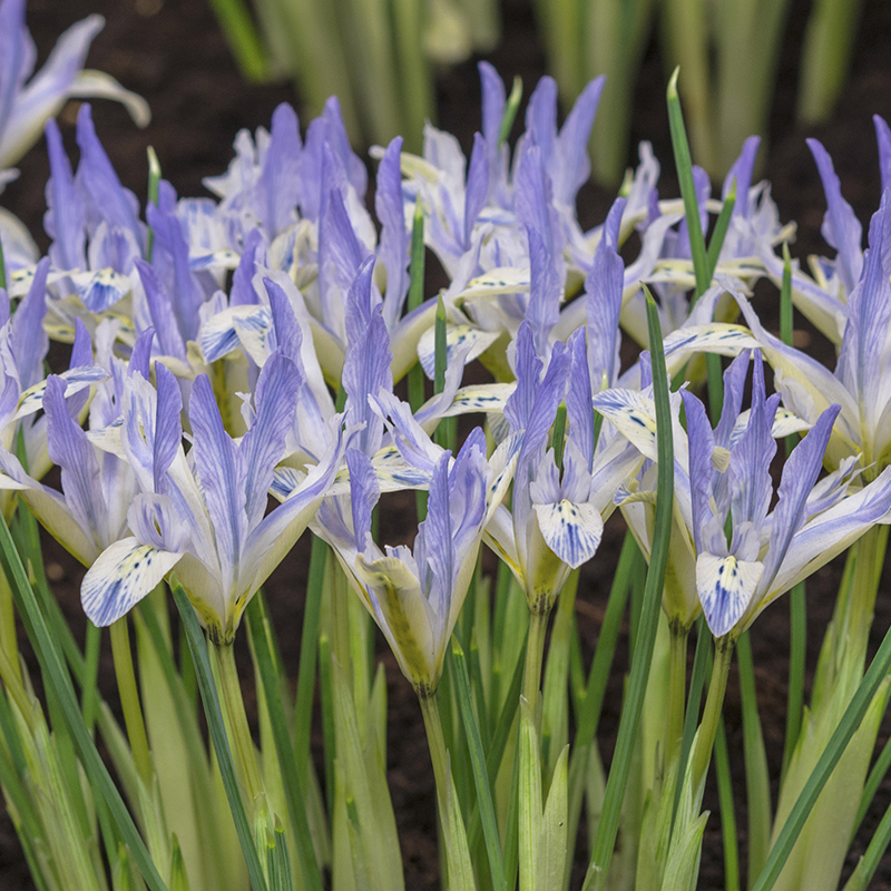 Iris reticulata Painted Lady 6/+ , à 100