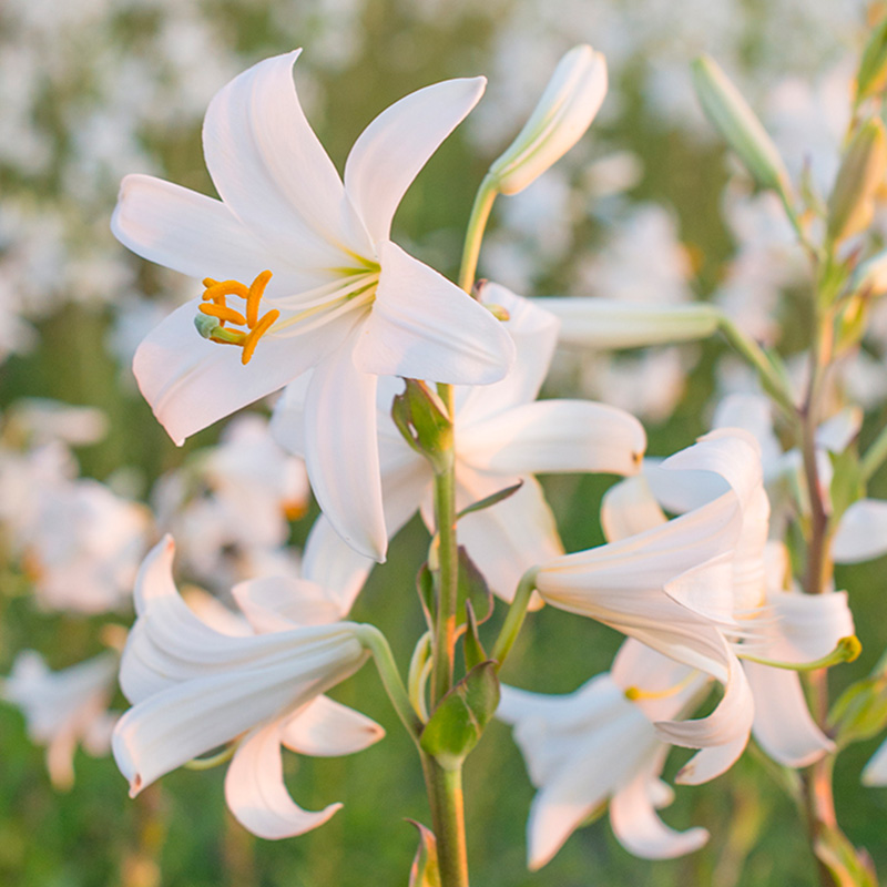 Lilium candidum 18/20 , à 10