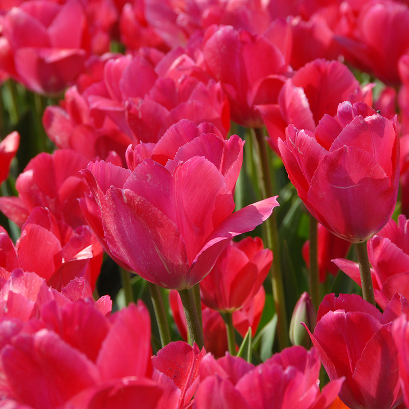 Tulipa Lady van Eijk® 12/+ , à 50