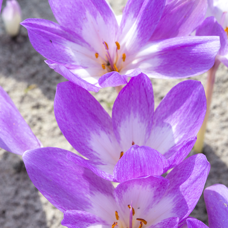 Colchicum Giant 20/+ , à 10