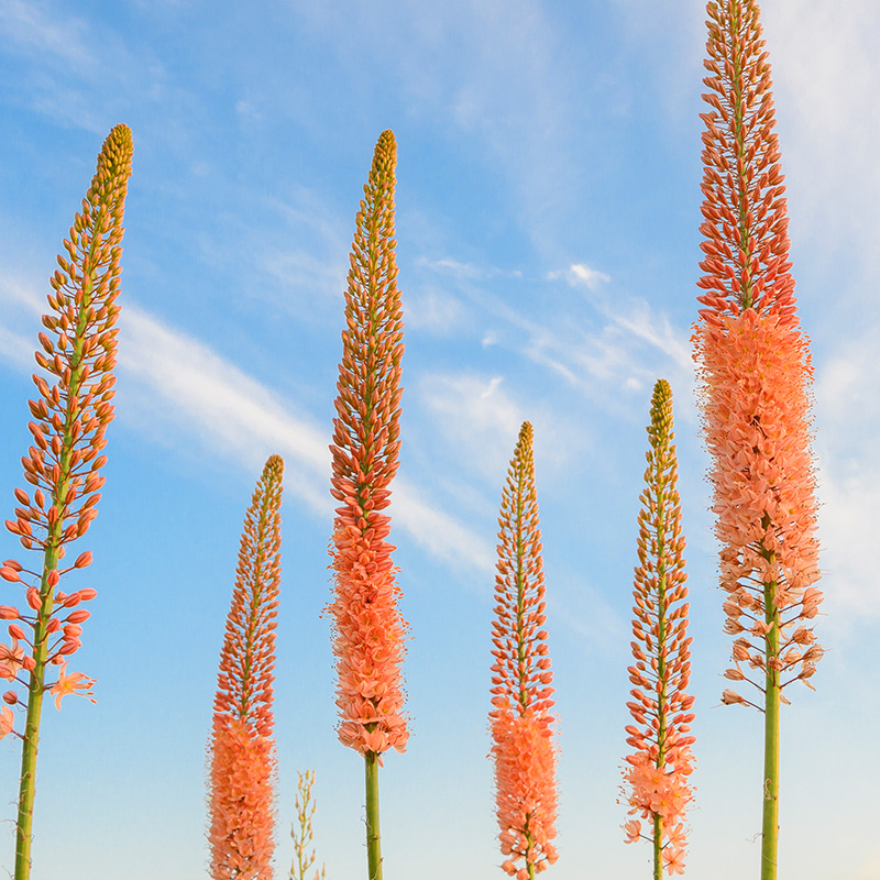 Eremurus Cleopatra , à 5