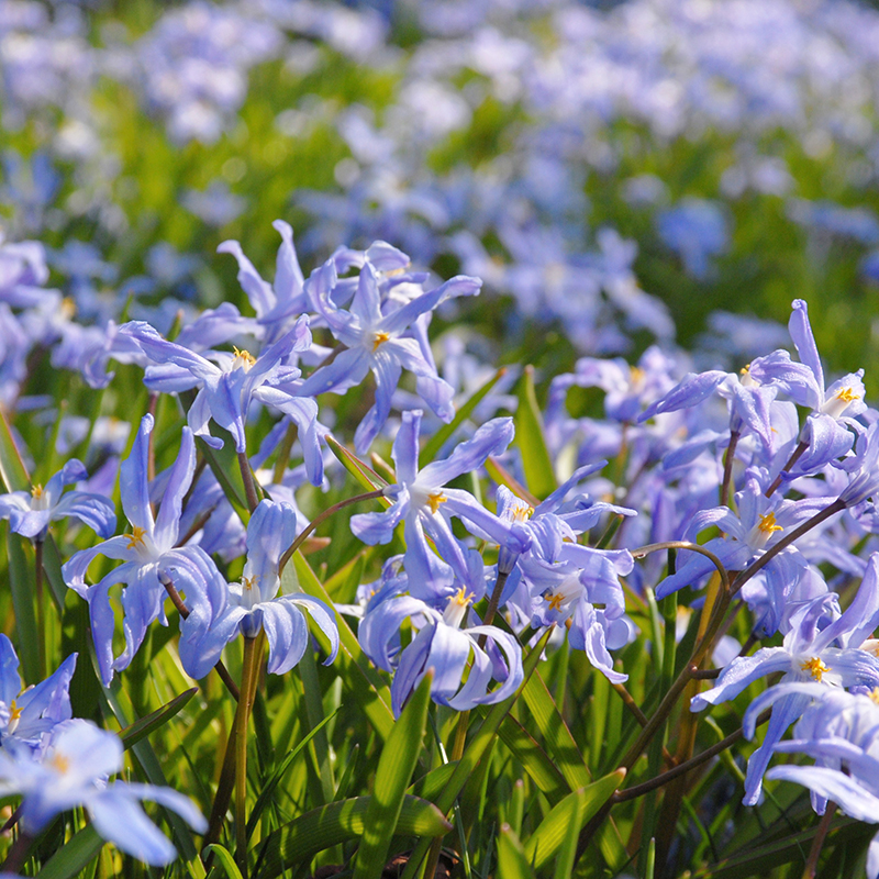 Chionodoxa luciliae 5/+ , à 100