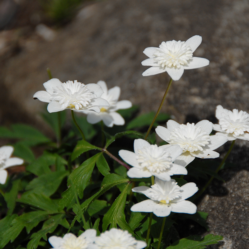 Anemone nemorosa Vestal I , à 100