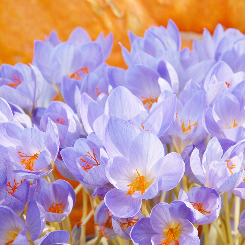 Crocus speciosus ssp. speciosus 5/+ , à 100