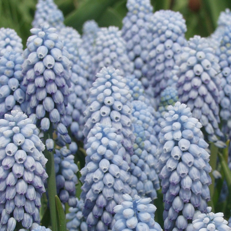 Muscari Valerie Finnis® 8/9 , à 100