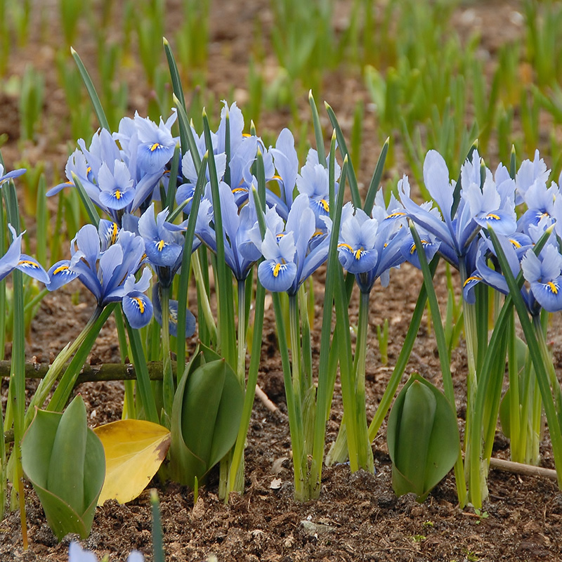 Iris reticulata Alida 6/+ , à 100