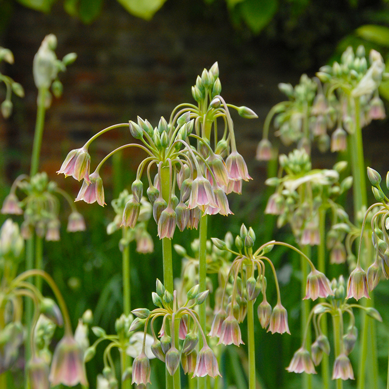 Allium siculum 10/+ , à 50