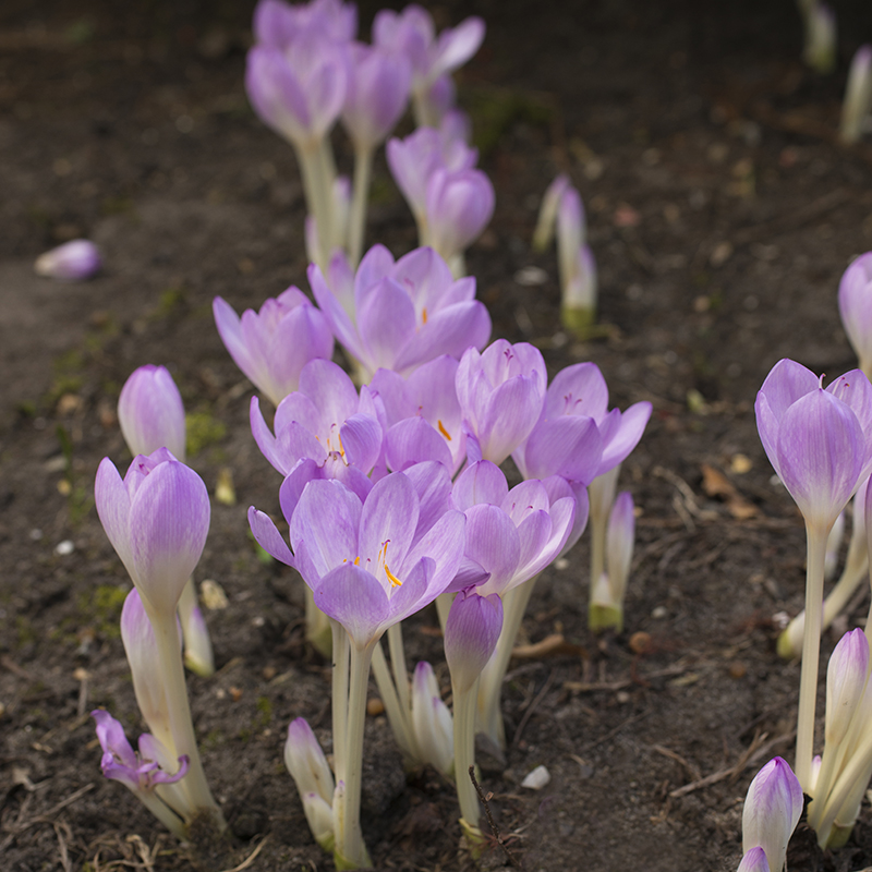 Colchicum byzantinum 20/24 , à 10