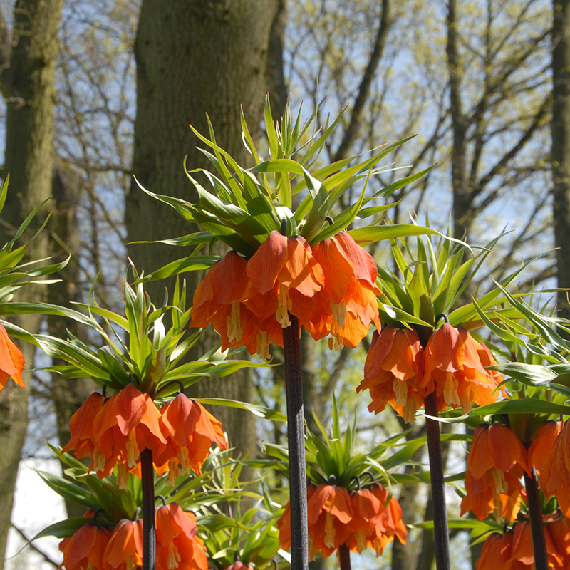 Fritillaria imperialis Rubra 24/+ , à 10