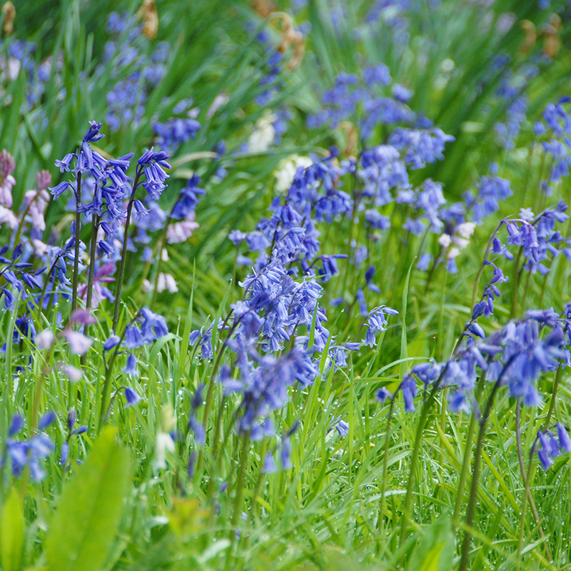 Hyacinthoides non-scripta 7/8 , à 100