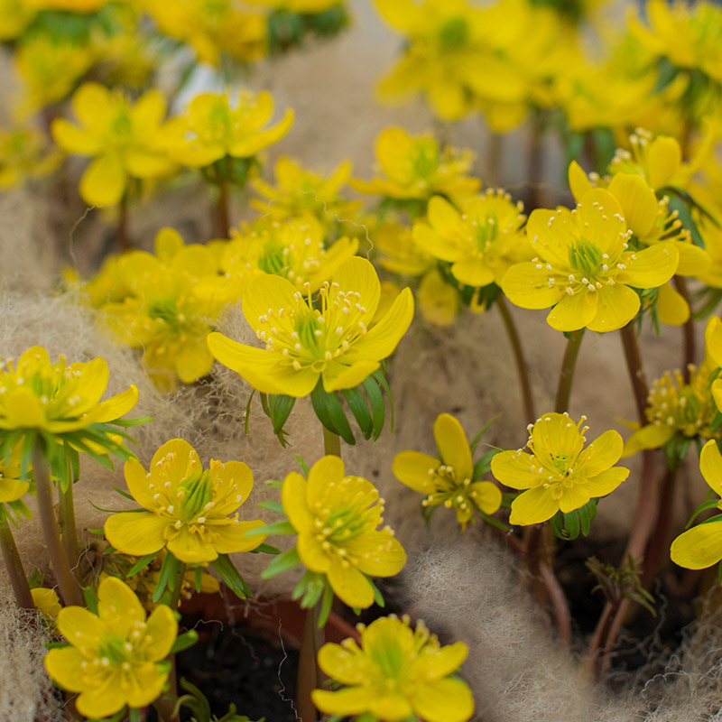 Eranthis cilicica 4/+ , à 100