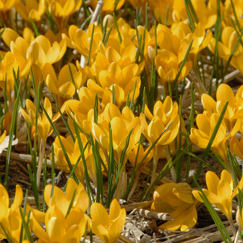 Crocus chrysanthus Dorothy 5/+ , à 100