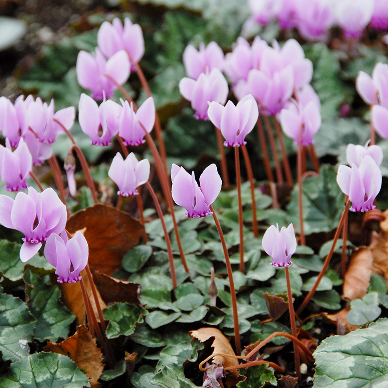 Cyclamen hederifolium 20/25 , à 10