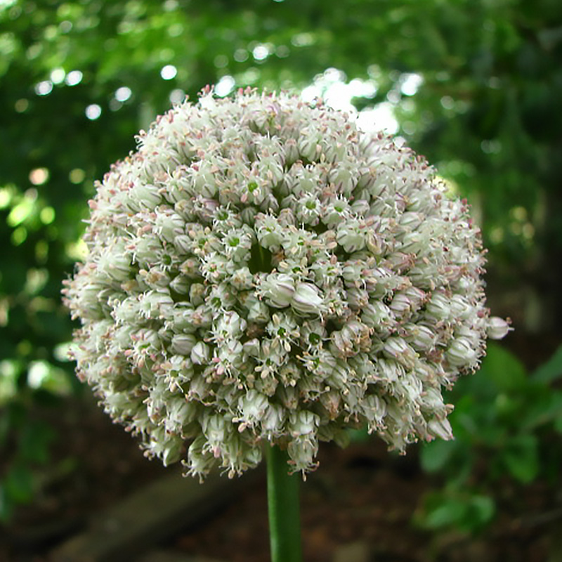 Allium ampeloprasum (Ping Pong, White Cloud) 7/+, à 100