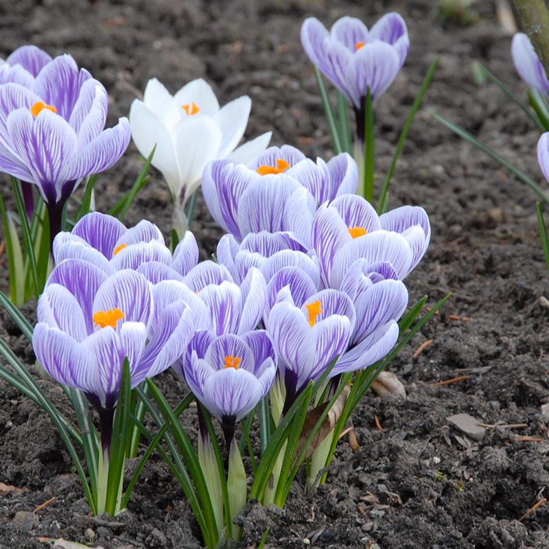 Crocus vernus Pickwick 9/10 , à 100