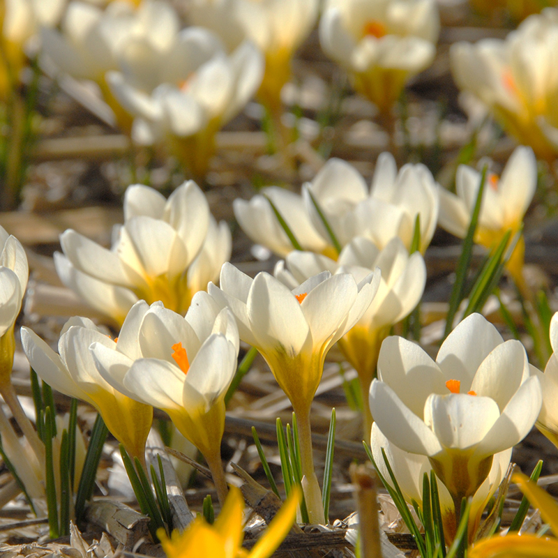 Crocus chrysanthus Cream Beauty 5/+ , à 100