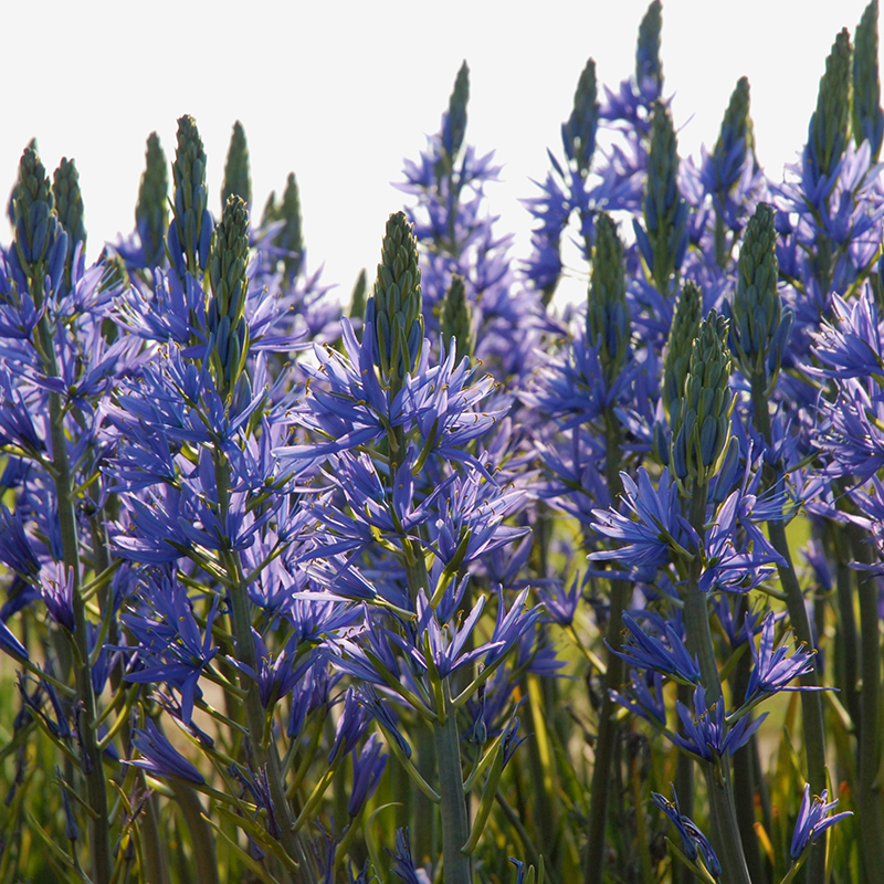 Camassia leichtlinii Caerulea 14/+ , à 25