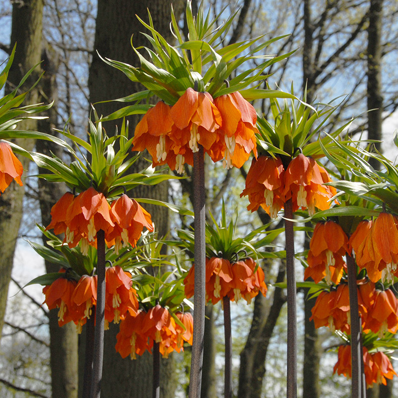 Fritillaria imperialis Aurora 24/+ , à 10