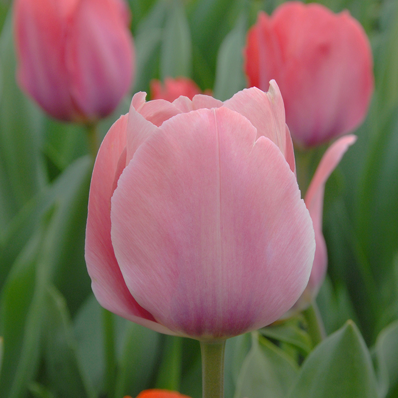 Tulipa Mystic van Eijk® 12/+ , à 50