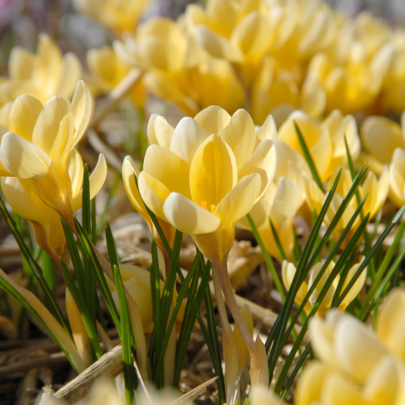 Crocus chrysanthus Romance 5/+ , à 100