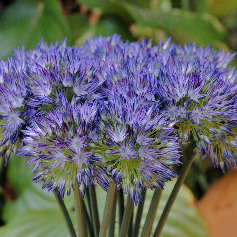 Allium caeruleum 4/5 , à 100