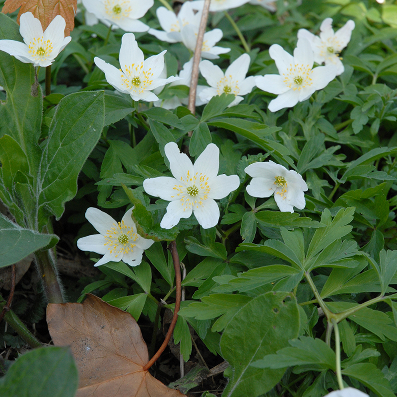 Anemone nemorosa I , à 100